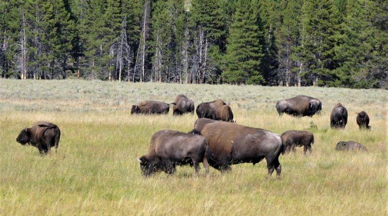 Ameryka: Tańczący z bizonami
